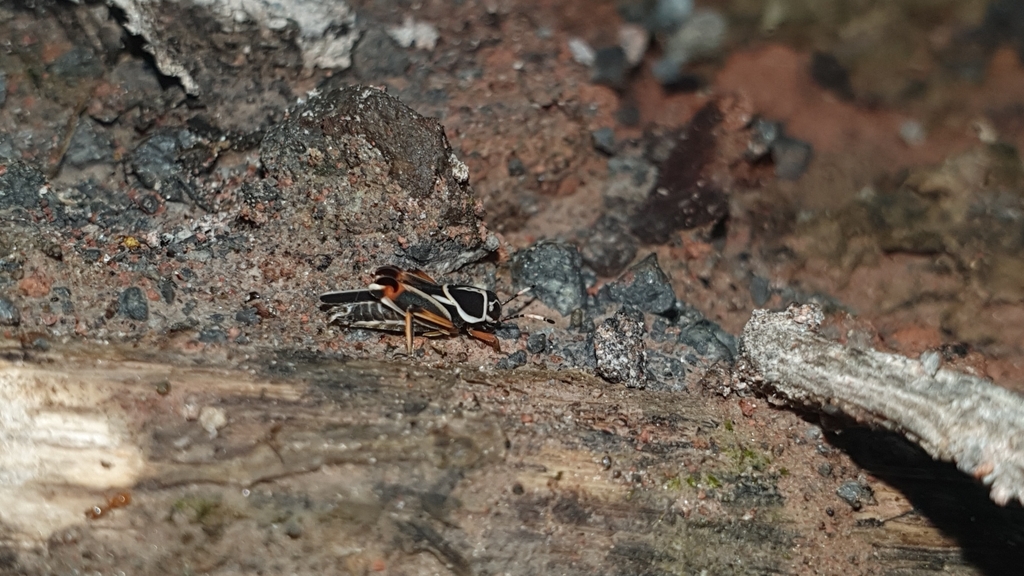 Ripipteryx mediolineata