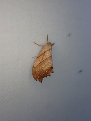 Drepana bilineata