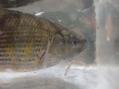 Cymatogaster aggregata