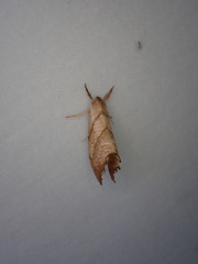 Drepana bilineata