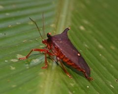 Taurocerus edessoides