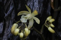 Erythrorchis cassythoides
