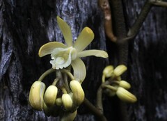 Erythrorchis cassythoides