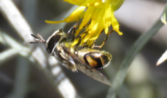 Copestylum marginatum