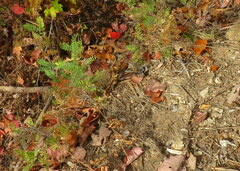 Tephrosia virginiana