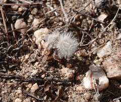 Dasymutilla gloriosa