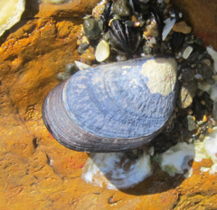 Mytilus planulatus