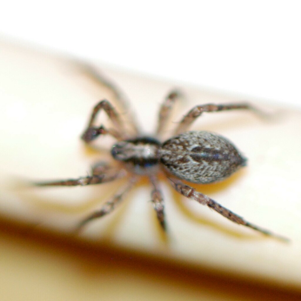 Anyphaena dixiana