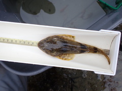 Leptocottus armatus