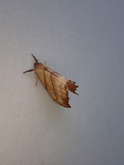 Drepana bilineata
