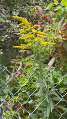 Solidago