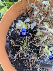 Torenia fournieri