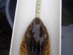 Leptocottus armatus