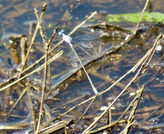 Lestes sigma