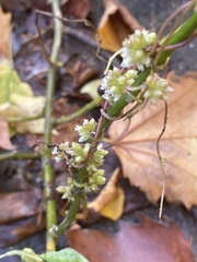 Cuscuta europaea