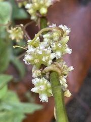 Cuscuta europaea