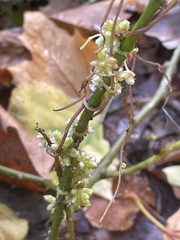 Cuscuta europaea