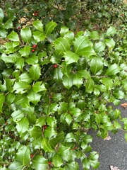 Ilex opaca