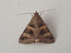 Melipotis trujillensis