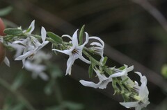 Cyphanthera albicans