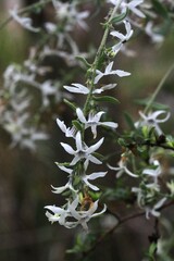 Cyphanthera albicans