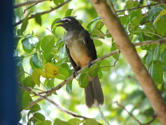 Saltator grandis