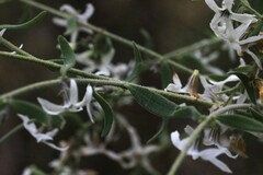 Cyphanthera albicans