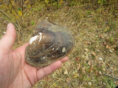 Potamilus alatus