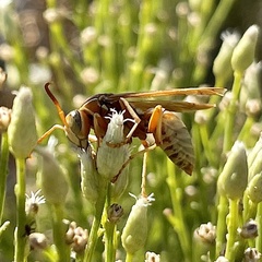 Polistes dorsalis californicus