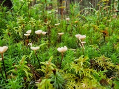 Mycetinis scorodonius