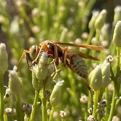 Polistes dorsalis californicus
