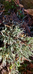 Cladonia ecmocyna
