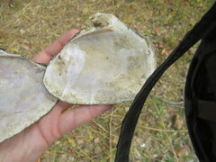 Potamilus alatus