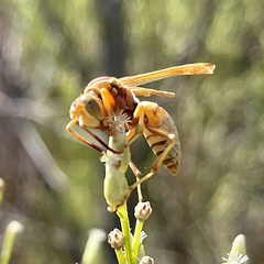 Polistes dorsalis californicus