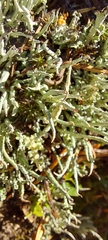 Cladonia ecmocyna