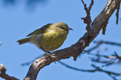 Chlorodrepanis virens