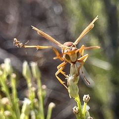 Polistes dorsalis californicus