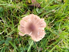 Dermoloma cuneifolium