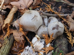 Coprinopsis romagnesiana