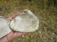 Potamilus alatus