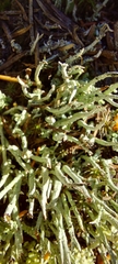 Cladonia ecmocyna