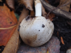 Coprinopsis romagnesiana