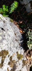 Cladonia ecmocyna
