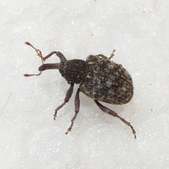 Pheloconus cribricollis