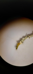 Cladonia ecmocyna