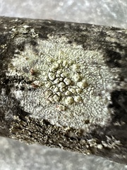 Lecanora strobilina