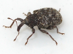 Pheloconus cribricollis