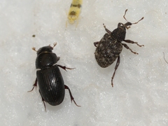 Pheloconus cribricollis