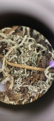 Cladonia ecmocyna
