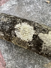 Lecanora strobilina